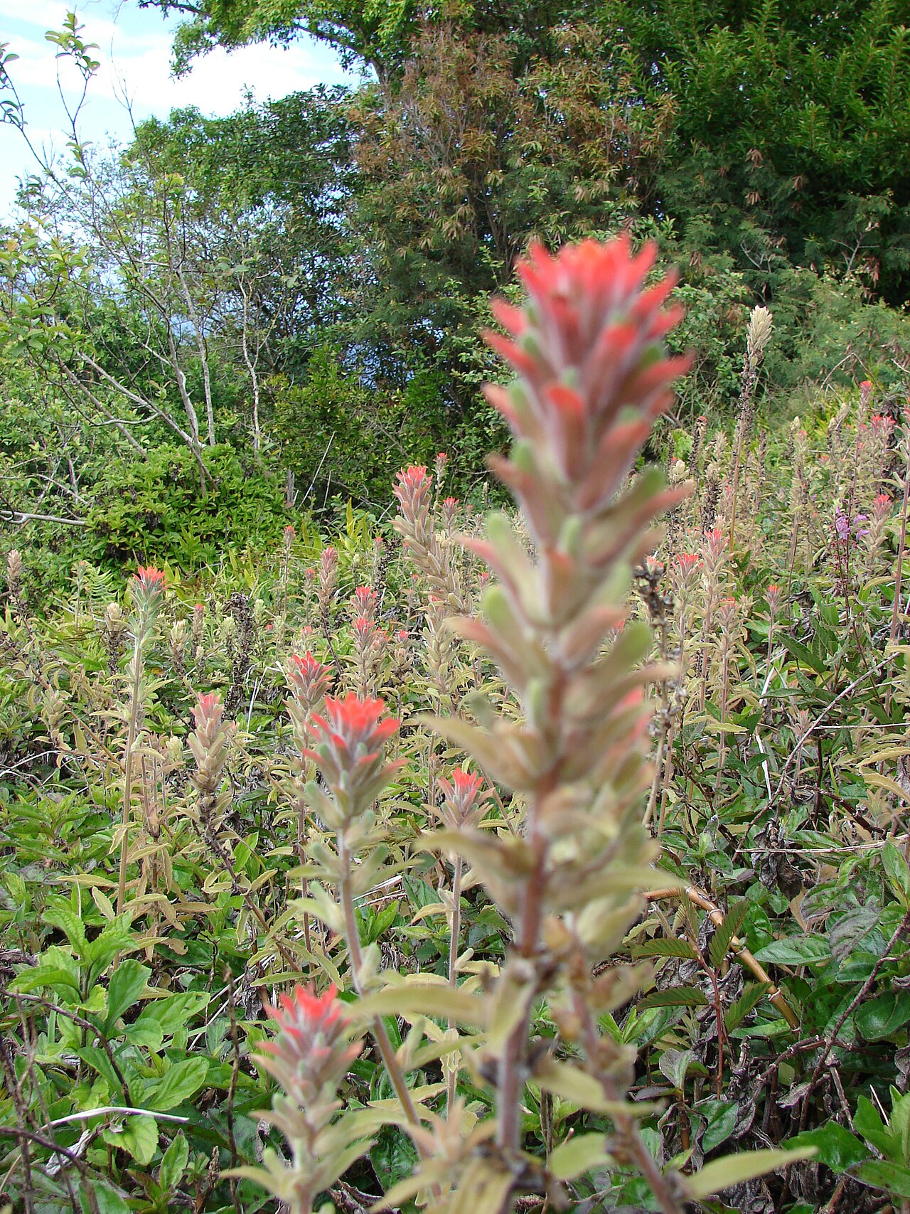 Field Indian paintbrush: Castilleja arvensis (flowering habit). Location: Maui, Huelo Hana Hwy