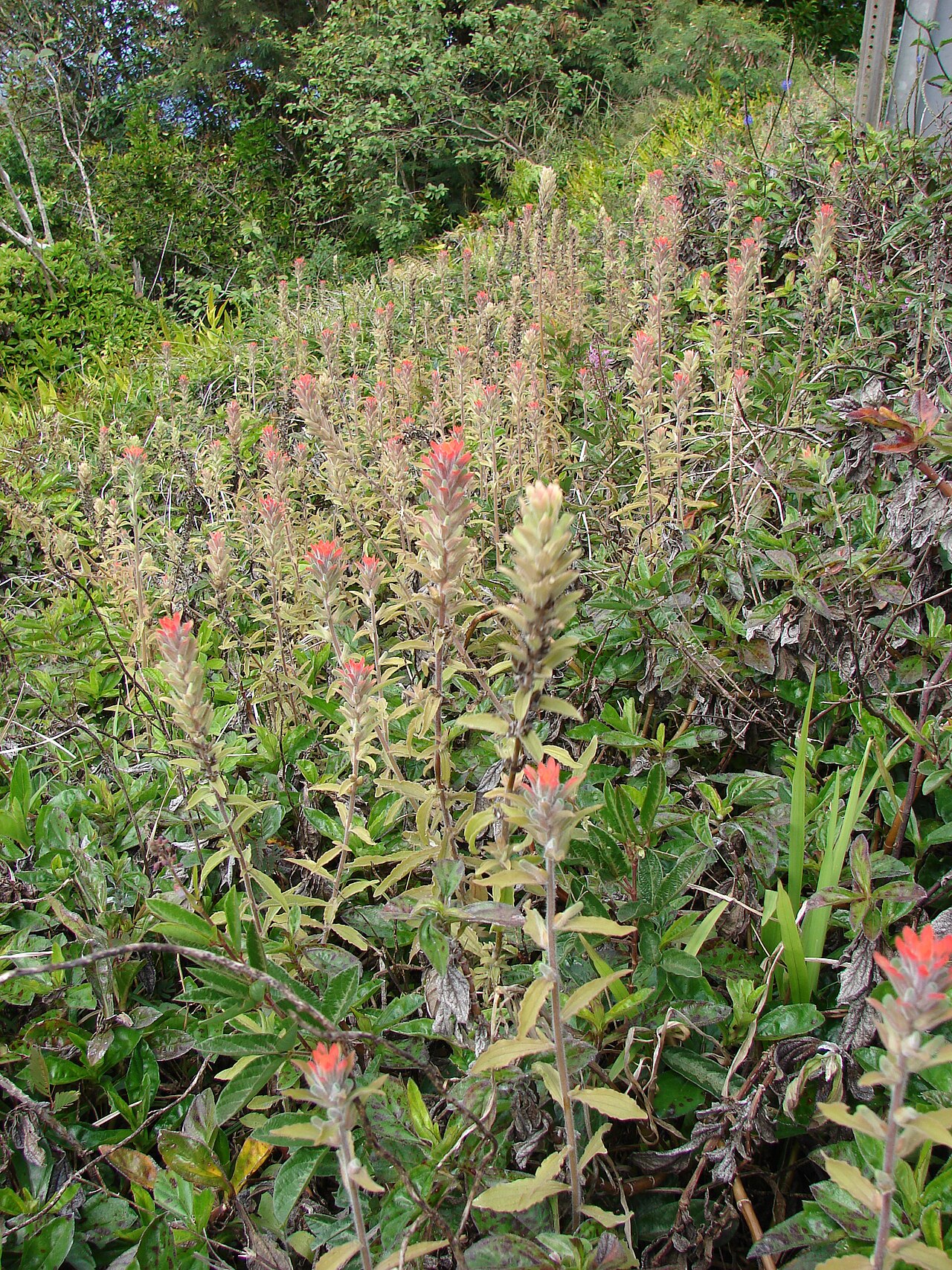 Field Indian paintbrush: Castilleja arvensis (flowering habit). Location: Maui, Huelo Hana Hwy