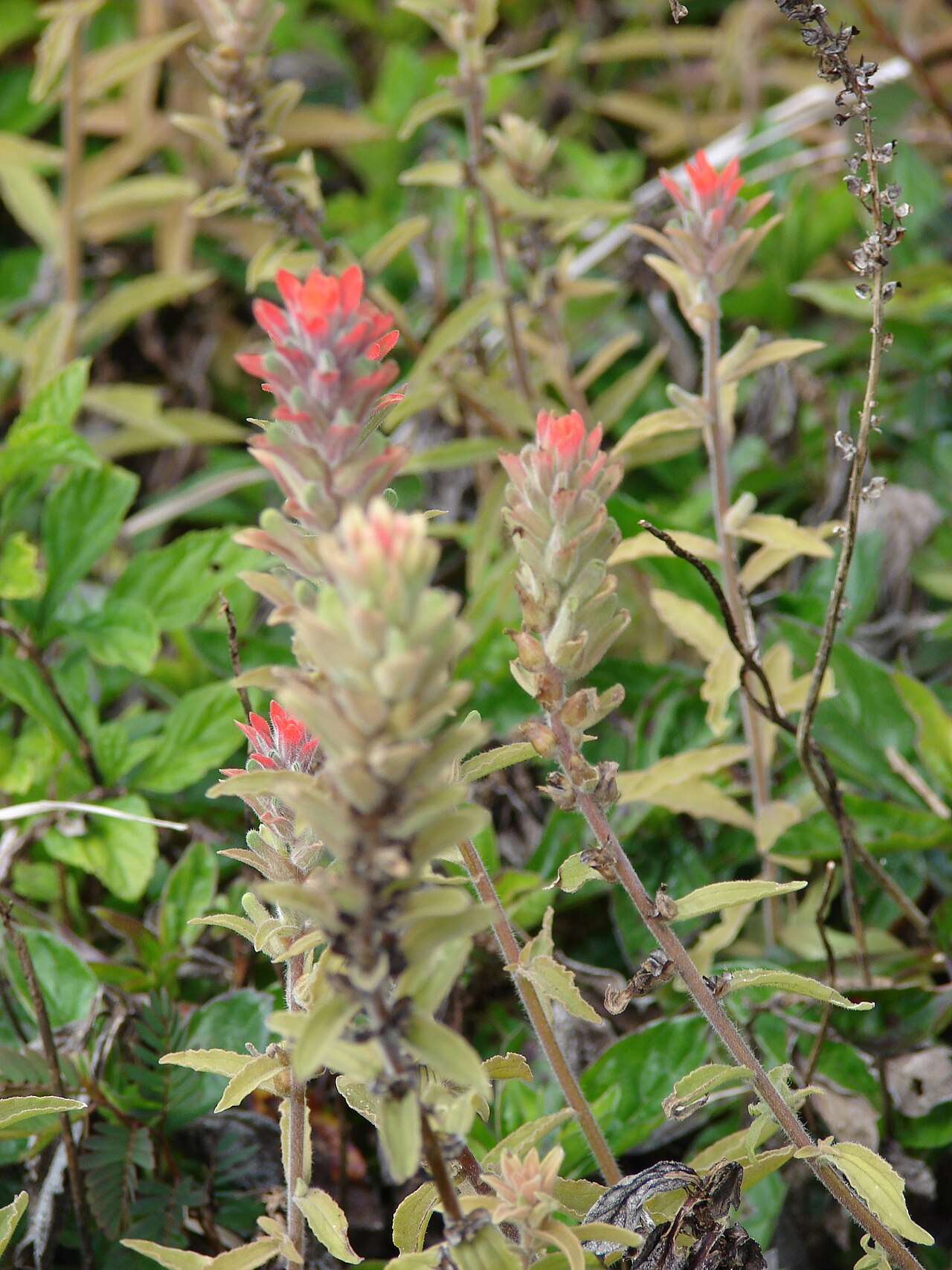 Field Indian paintbrush: Castilleja arvensis (flowering habit). Location: Maui, Huelo Hana Hwy