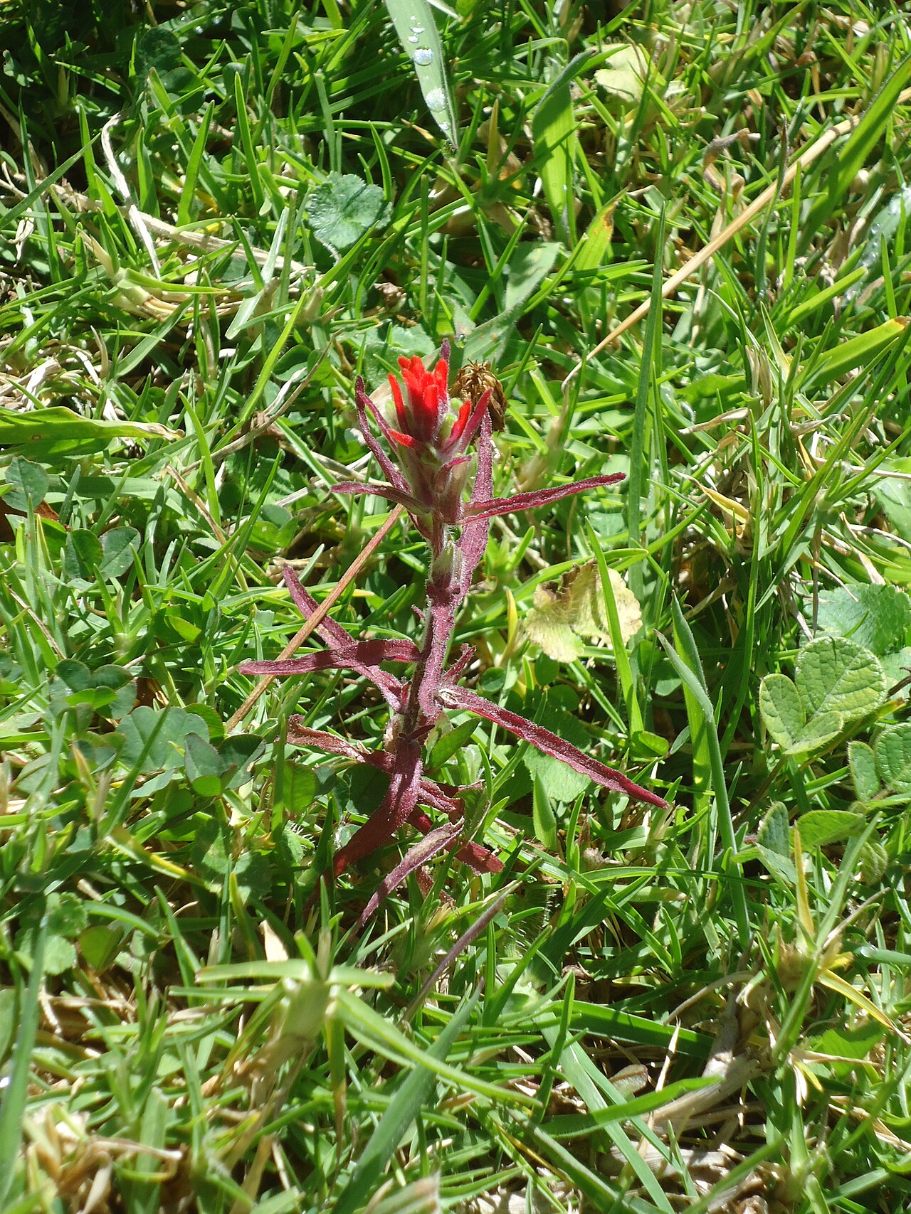 Field Indian paintbrush: Castilleja arvensis shot about 2600masl, Cotacachi, Ecuador