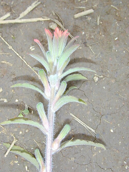Field Indian paintbrush: Castilleja arvensis (flower). Location: Maui, Waihee Ridge Trail
