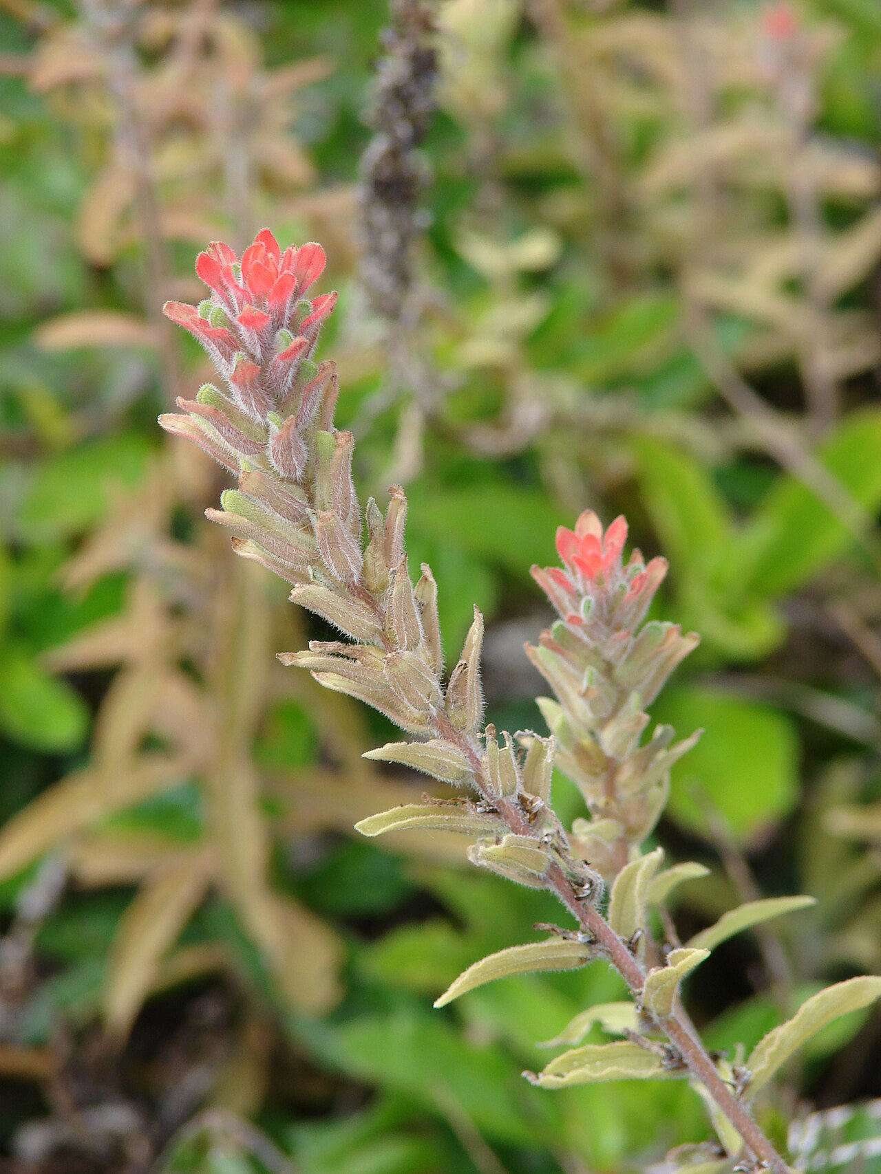 Field Indian paintbrush: Castilleja arvensis (flowering habit). Location: Maui, Huelo Hana Hwy