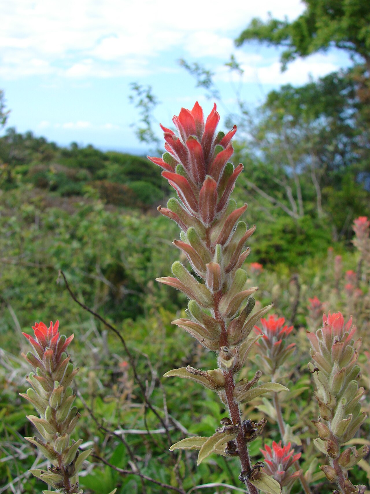 Field Indian paintbrush: Castilleja arvensis (flowering habit). Location: Maui, Huelo Hana Hwy