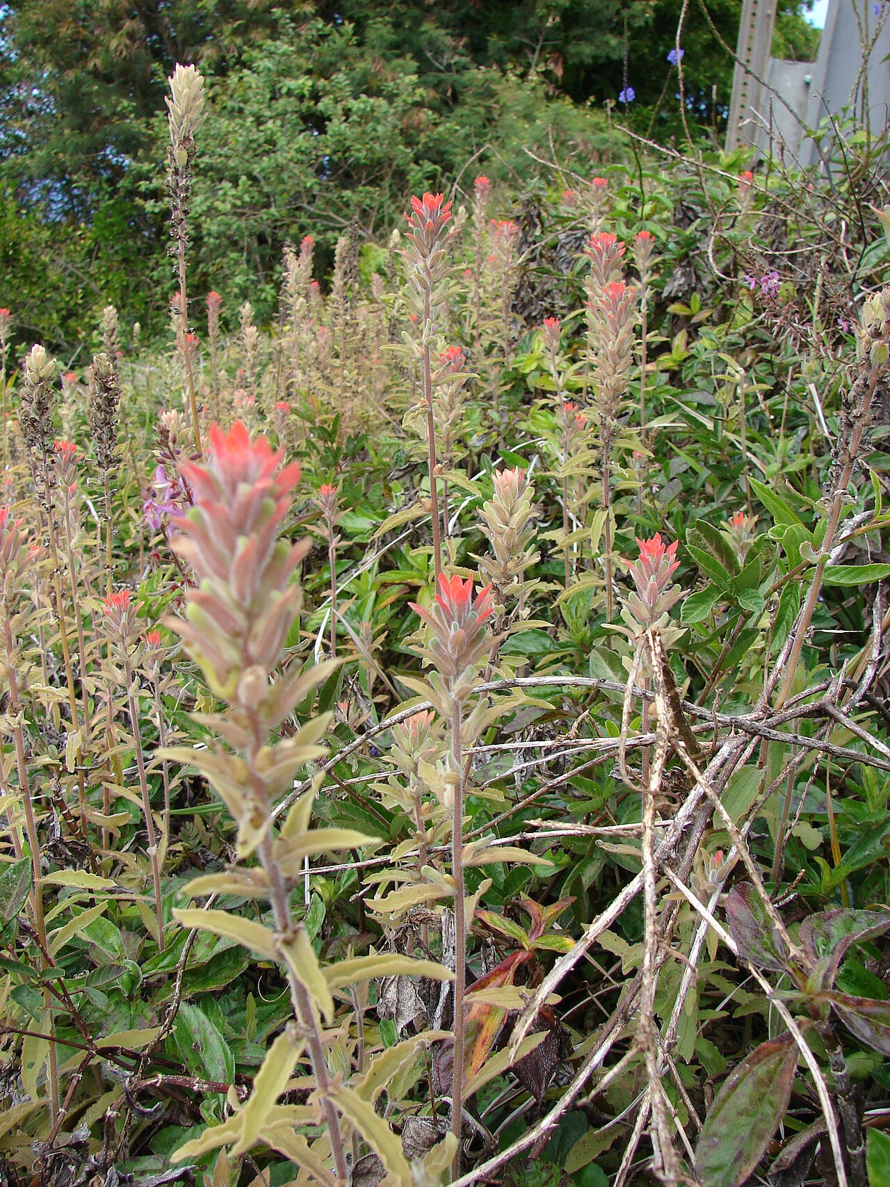 Field Indian paintbrush: Castilleja arvensis (flowering habit). Location: Maui, Huelo Hana Hwy