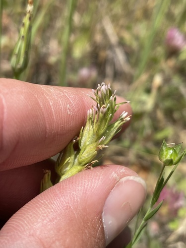 Attenuate Indian paintbrush (Castilleja attenuata)