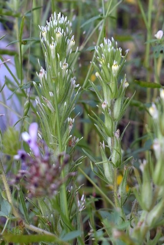 Attenuate Indian paintbrush (Castilleja attenuata)
