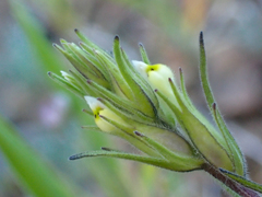 Attenuate Indian paintbrush (Castilleja attenuata)
