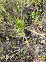 Attenuate Indian paintbrush (Castilleja attenuata)