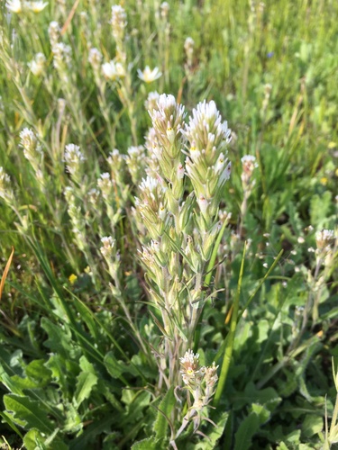 Attenuate Indian paintbrush (Castilleja attenuata)