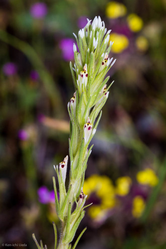 Attenuate Indian paintbrush (Castilleja attenuata)