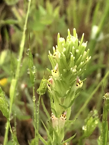 Attenuate Indian paintbrush (Castilleja attenuata)