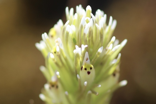 Attenuate Indian paintbrush (Castilleja attenuata)