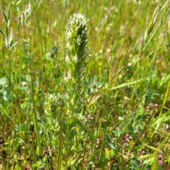 Attenuate Indian paintbrush (Castilleja attenuata)