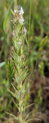 Attenuate Indian paintbrush (Castilleja attenuata)