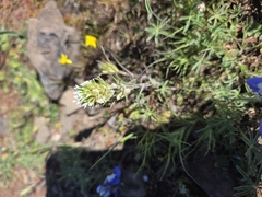 Attenuate Indian paintbrush (Castilleja attenuata)