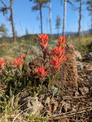 Castilleja brevilobata (Castilleja brevilobata)