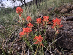 Castilleja brevilobata (Castilleja brevilobata)