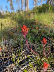 Castilleja brevilobata (Castilleja brevilobata)