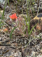 Castilleja brevilobata (Castilleja brevilobata)