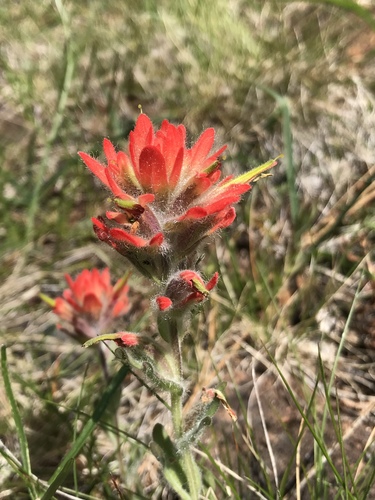 Castilleja brevilobata (Castilleja brevilobata)