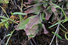 Castilleja brevilobata (Castilleja brevilobata)