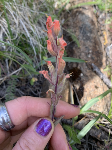 Castilleja brevilobata (Castilleja brevilobata)