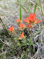 Castilleja brevilobata (Castilleja brevilobata)