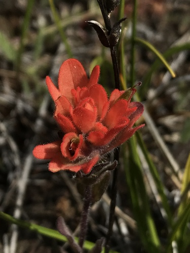 Castilleja brevilobata (Castilleja brevilobata)