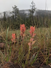 Castilleja brevilobata (Castilleja brevilobata)