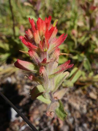 Castilleja brevilobata (Castilleja brevilobata)