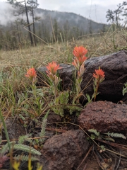 Castilleja brevilobata (Castilleja brevilobata)