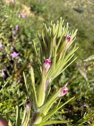 Shortstyle Indian paintbrush (Castilleja brevistyla)