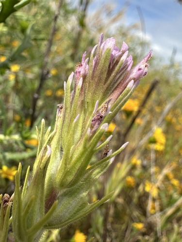 Shortstyle Indian paintbrush (Castilleja brevistyla)