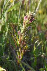 Shortstyle Indian paintbrush (Castilleja brevistyla)