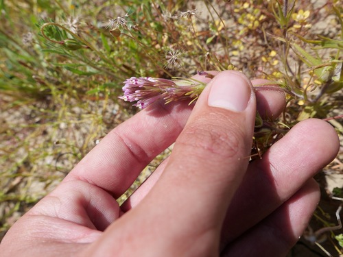 Shortstyle Indian paintbrush (Castilleja brevistyla)