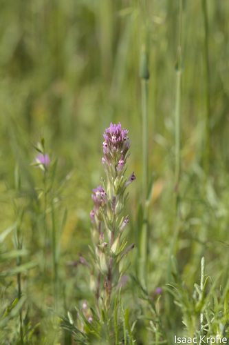 Shortstyle Indian paintbrush (Castilleja brevistyla)