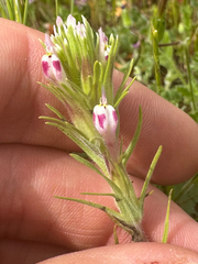 Shortstyle Indian paintbrush (Castilleja brevistyla)