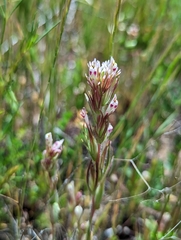Shortstyle Indian paintbrush (Castilleja brevistyla)