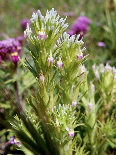 Shortstyle Indian paintbrush (Castilleja brevistyla)