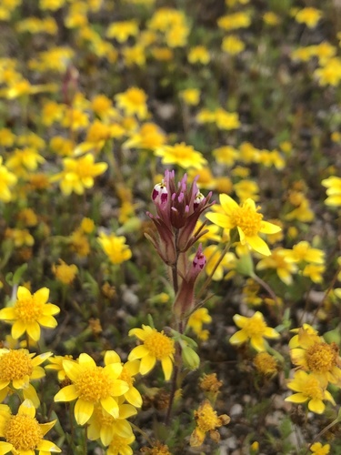 Shortstyle Indian paintbrush (Castilleja brevistyla)