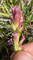 Shortstyle Indian paintbrush (Castilleja brevistyla)