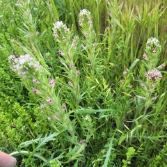 Shortstyle Indian paintbrush (Castilleja brevistyla)