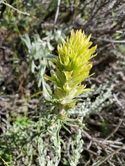 Deer Indian paintbrush (Castilleja cervina)