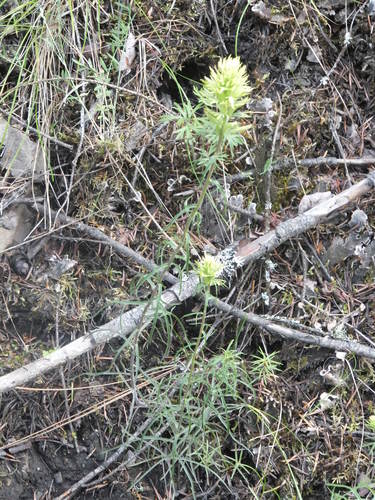 Deer Indian paintbrush (Castilleja cervina)