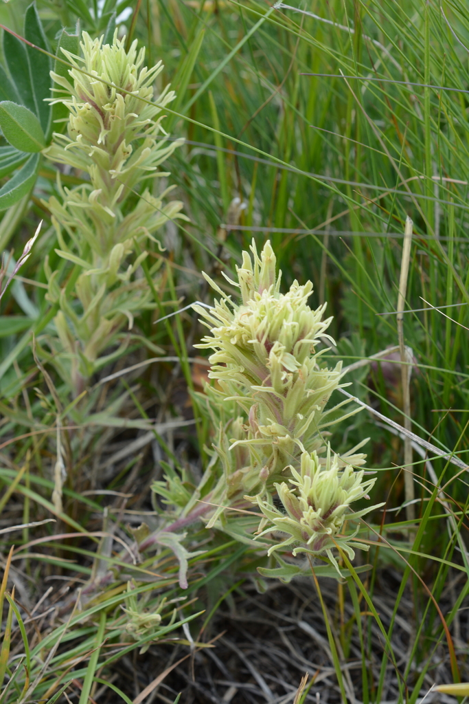 Deer Indian paintbrush (Castilleja cervina)