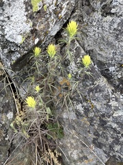 Deer Indian paintbrush (Castilleja cervina)