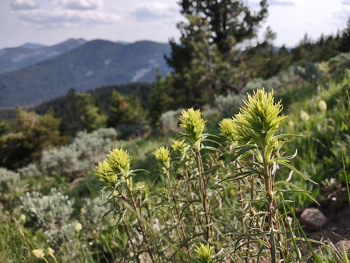 Deer Indian paintbrush (Castilleja cervina)