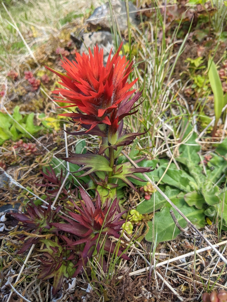 Chambers paintbrush (Castilleja chambersii)
