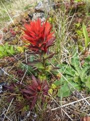 Chambers paintbrush (Castilleja chambersii)