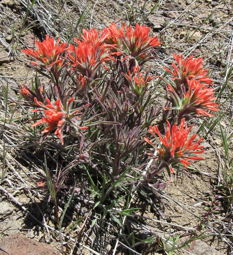 Colorful Indian paintbrush (Castilleja chromosa)